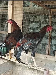 aseel hen | murga | aseel for sale | pure aseel hen | mianwali aseel 0