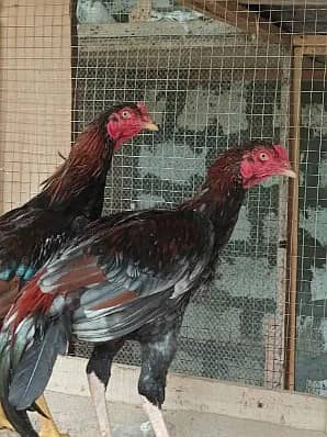 aseel hen | murga | aseel for sale | pure aseel hen | mianwali aseel 1