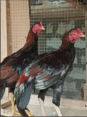 aseel hen | murga | aseel for sale | pure aseel hen | mianwali aseel 3