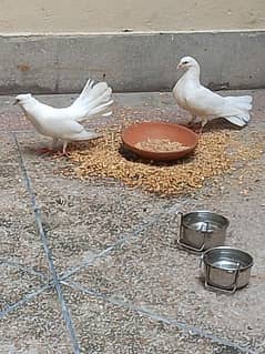 fancy pigeon 2 pairs+big size cage. no 03254884349