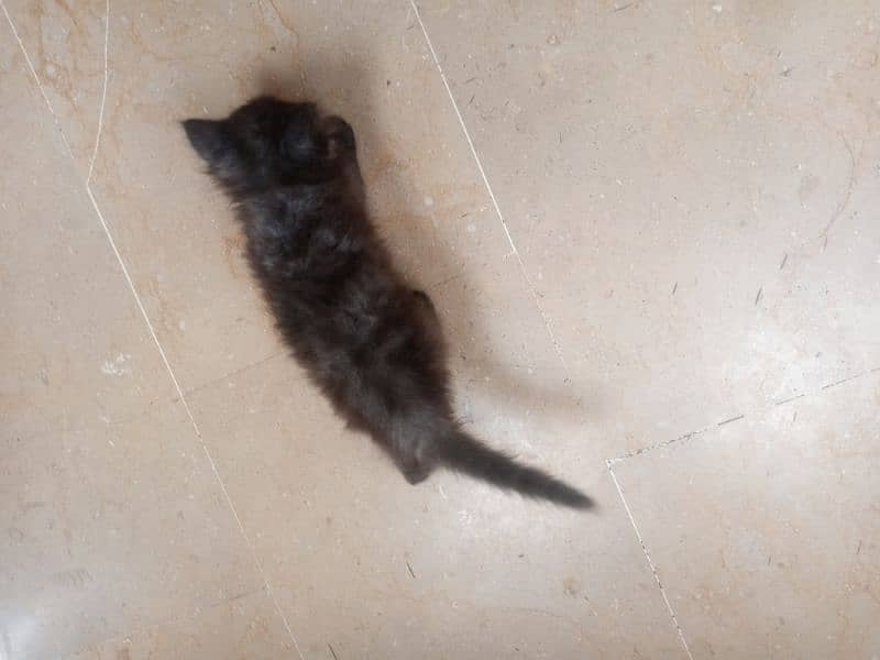 peki kitten cute and active Masha Allah 1