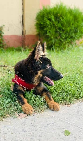 German Shepherd 04 month baby 1