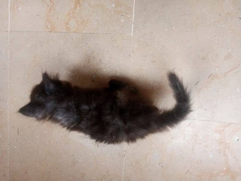 peki kitten cute and active Masha Allah 4