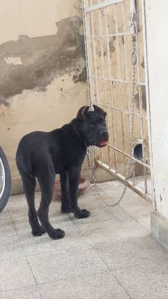 PEDIGREED Cane Corso 5 Month Old Pup 0