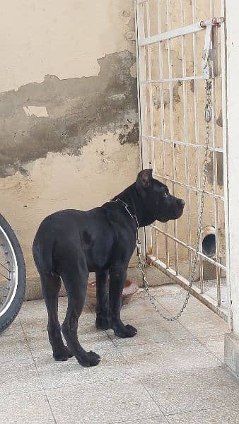 PEDIGREED Cane Corso 5 Month Old Pup 1