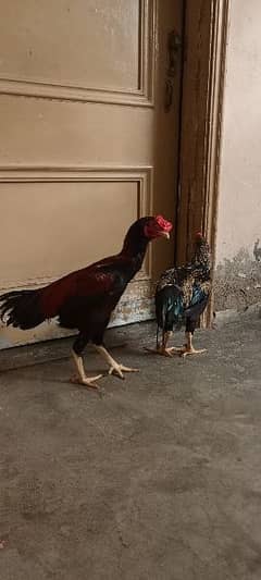 2 cocks for sale