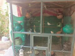 behtren pair Hain or Ghar ke breed ha,with big size cage with 10 dolle