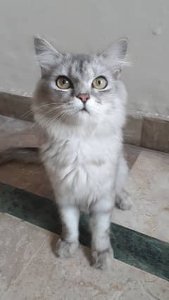 Persian Cat one year male