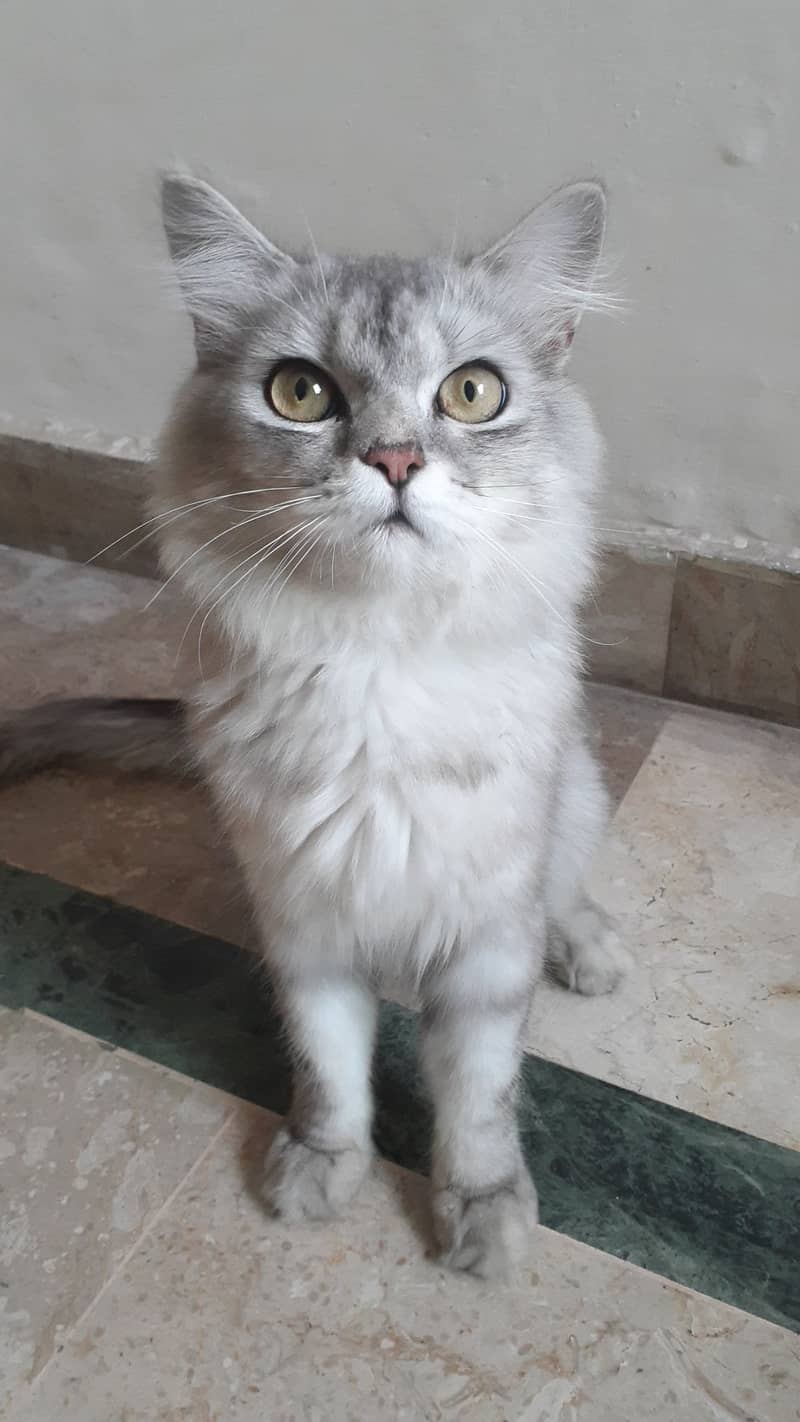 Persian Cat one year male 0