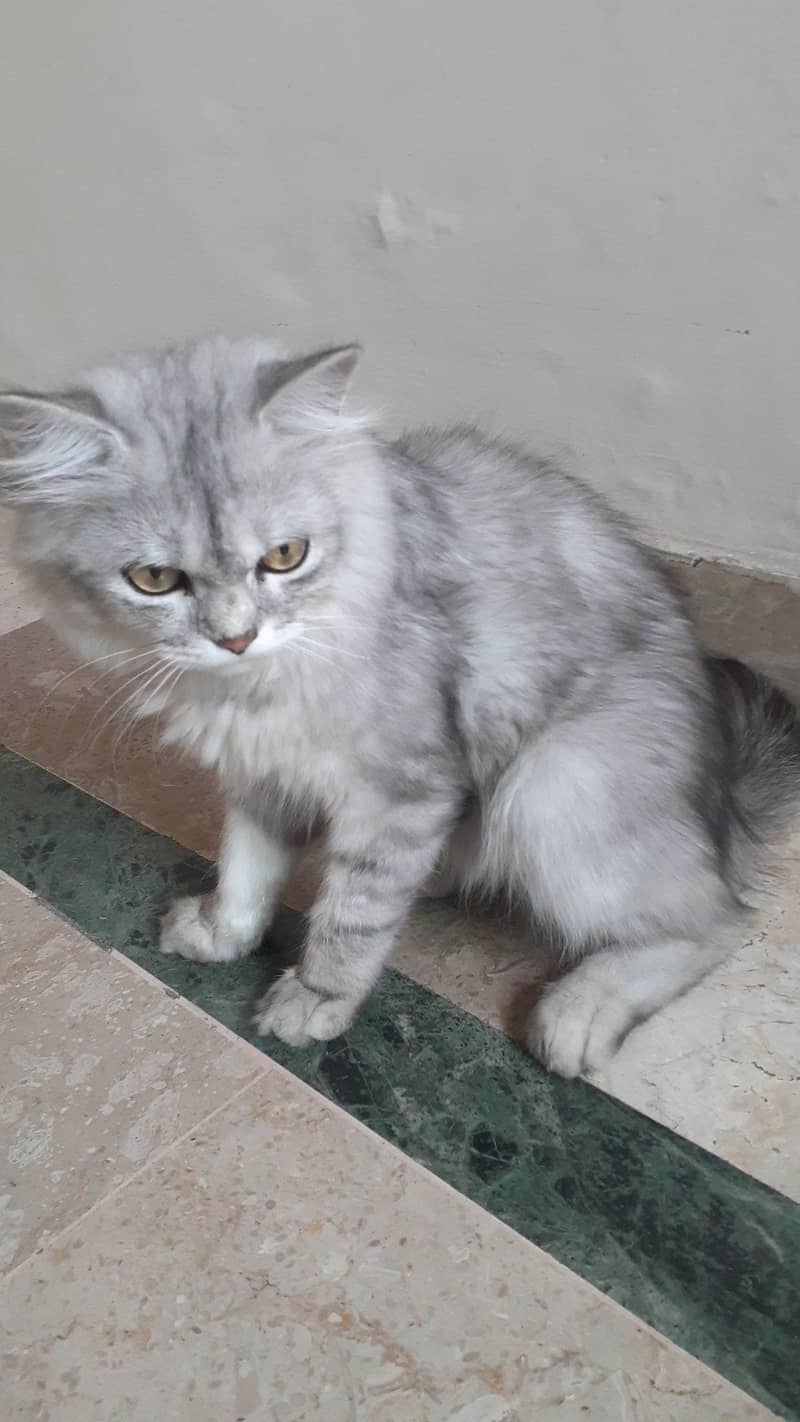 Persian Cat one year male 1