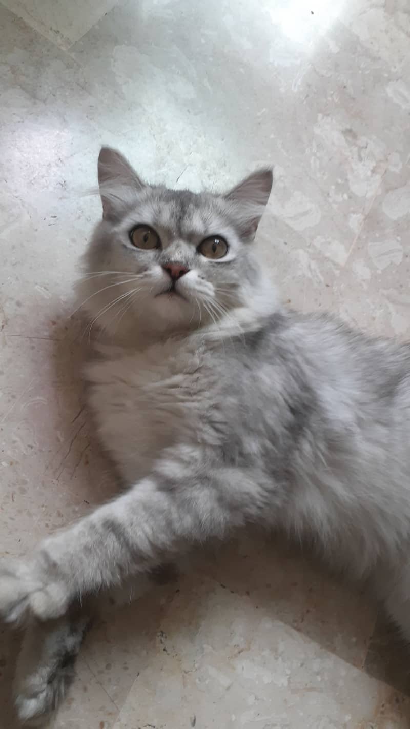 Persian Cat one year male 2