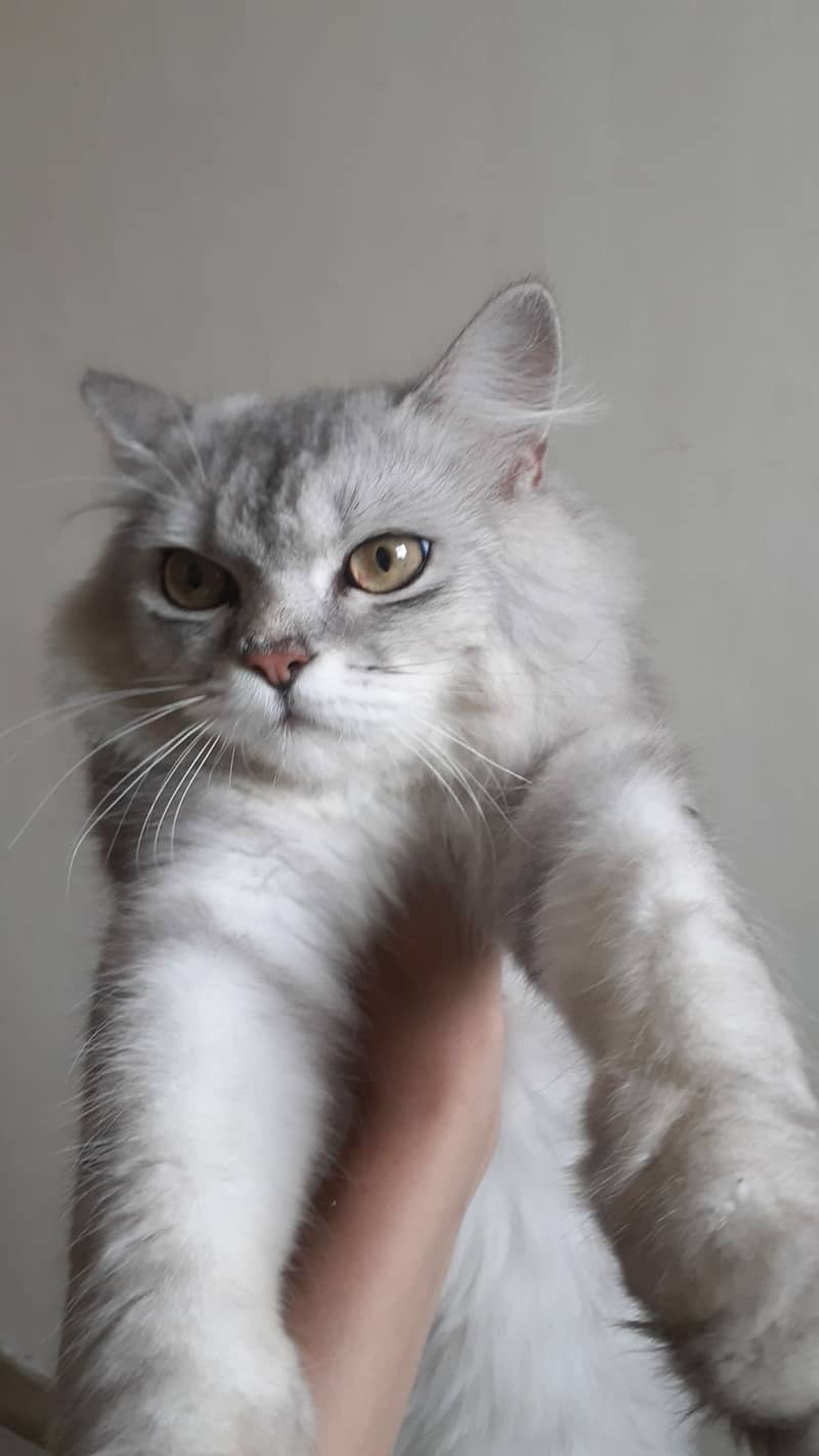 Persian Cat one year male 3