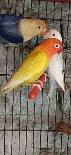 Albino red eye/Pale fallow/Parblue pastalino/Cremino/love bird/decino