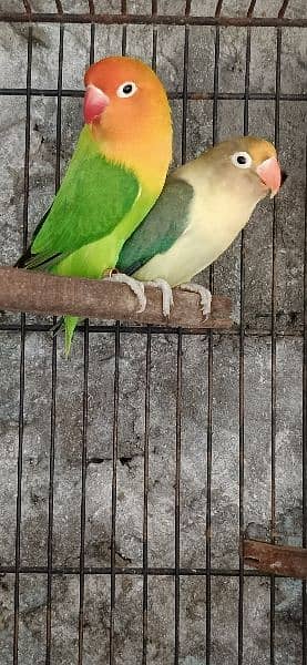 Albino red eye/Pale fallow/Parblue pastalino/Cremino/love bird/decino 1