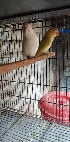 Albino red eye/Pale fallow/Parblue pastalino/Cremino/love bird/decino