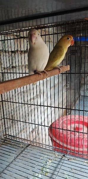 Albino red eye/Pale fallow/Parblue pastalino/Cremino/love bird/decino 2