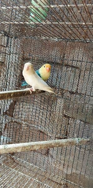 Albino red eye/Pale fallow/Parblue pastalino/Cremino/love bird/decino 3