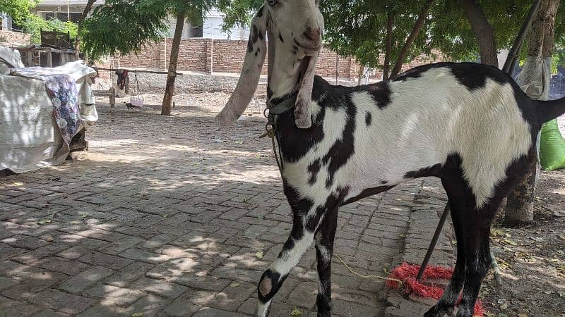 Goats/Beetal/Bakri/makhicheena/forsale 1