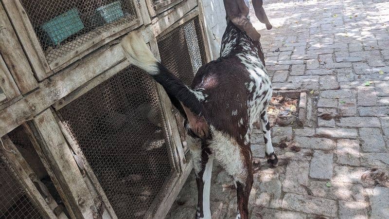 Goats/Beetal/Bakri/makhicheena/forsale 2