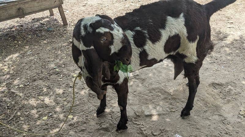 Goats/Beetal/Bakri/makhicheena/forsale 4