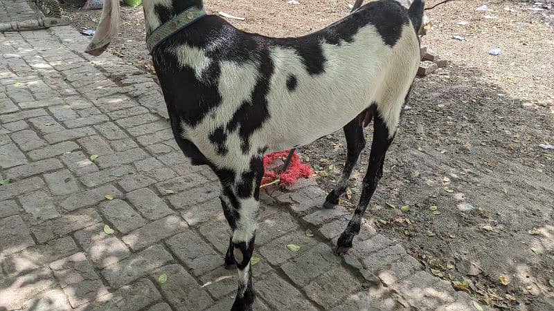 Goats/Beetal/Bakri/makhicheena/forsale 7