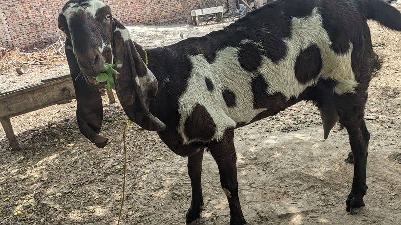 Goats/Beetal/Bakri/makhicheena/forsale 8