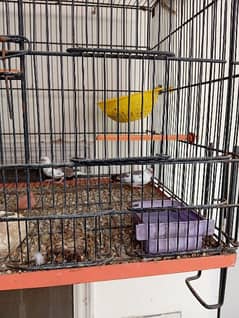 Finches pairs available for sale urgent