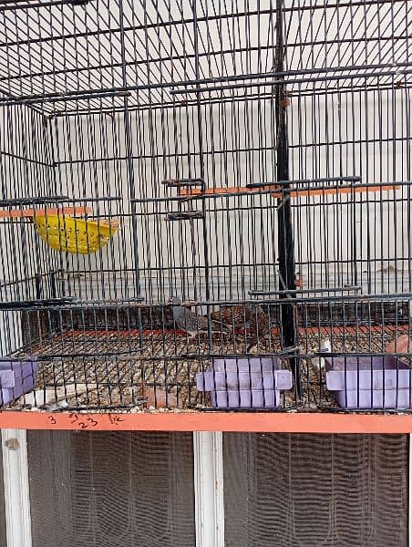 Finches pairs available for sale urgent 1