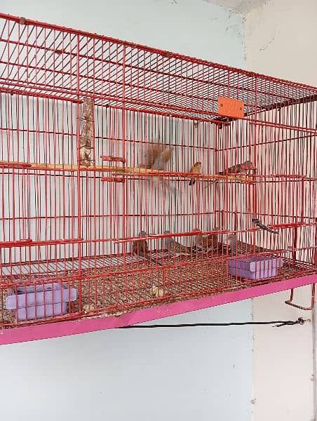 Finches pairs available for sale urgent 2