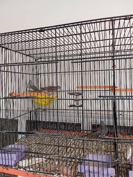 Finches pairs available for sale urgent 4