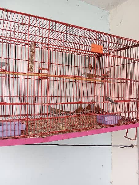 Finches pairs available for sale urgent 5