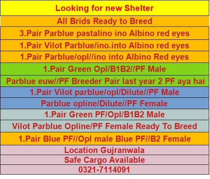 Albino red eye/Pale fallow/Parblue pastalino/Cremino/love bird/decino 4