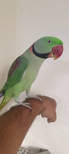 green parrot/hand tame parrot/talking parrot/ for sale 0