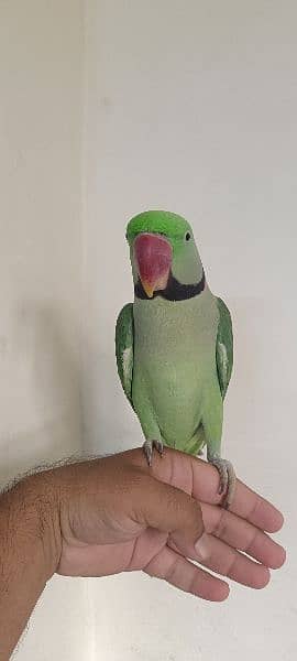 green parrot/hand tame parrot/talking parrot/ for sale 1