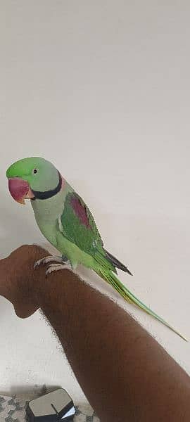 green parrot/hand tame parrot/talking parrot/ for sale 2