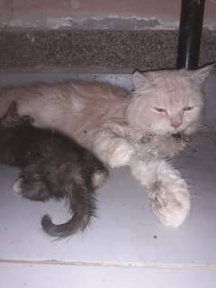 Persian cat and 6 babies for sell