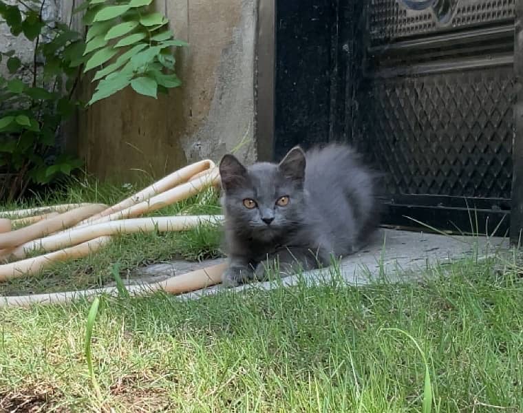 Extreme Quality 4 Months Old Persian Kitten 4