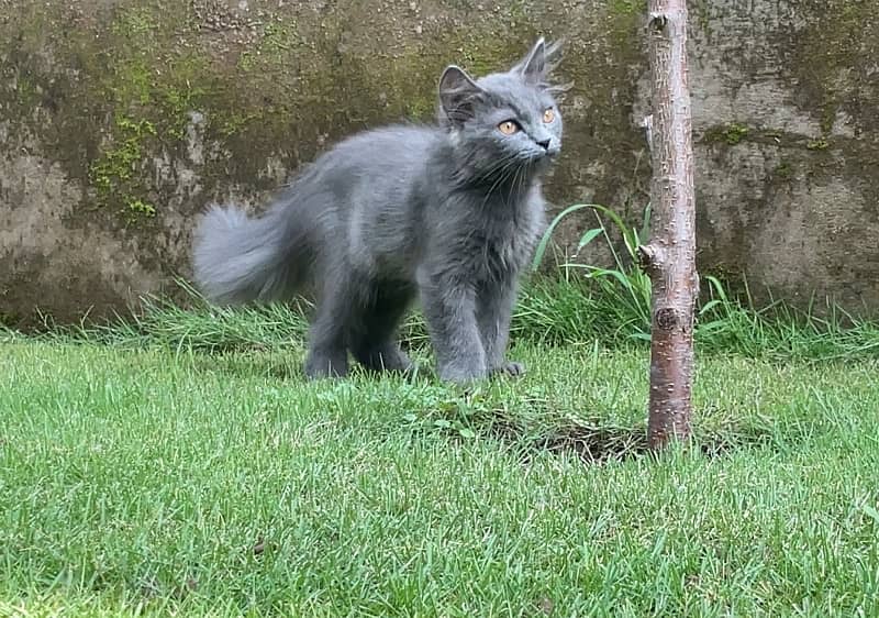 Extreme Quality 4 Months Old Persian Kitten 5