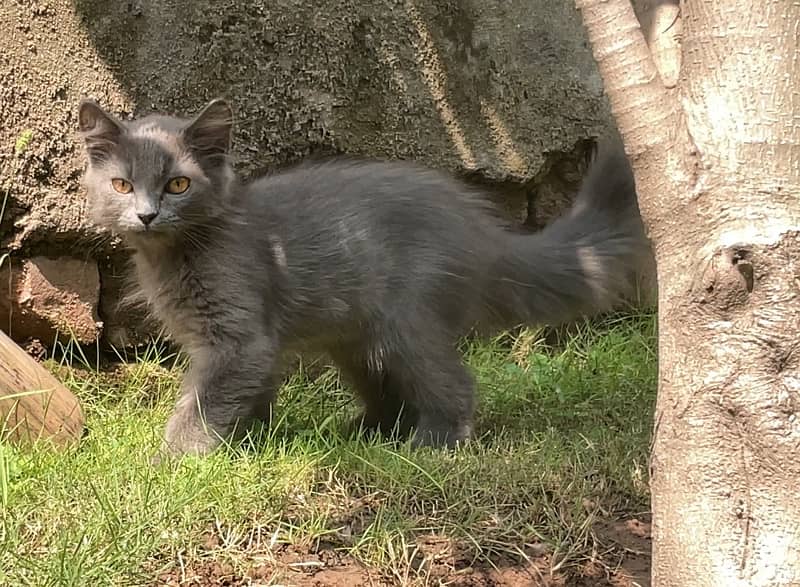 Extreme Quality 4 Months Old Persian Kitten 6