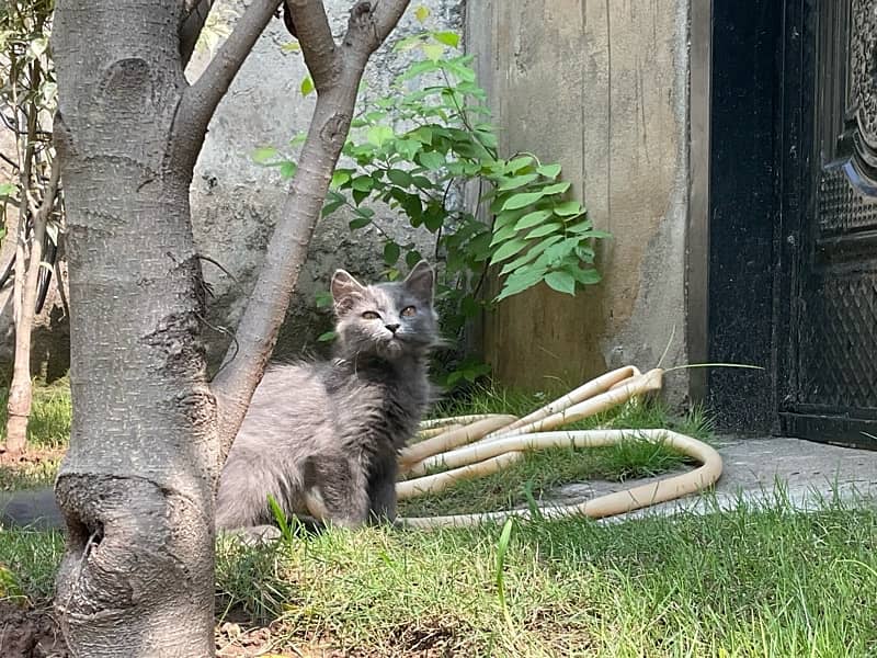 Extreme Quality 4 Months Old Persian Kitten 7