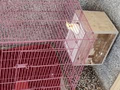 parrots and cage for sale