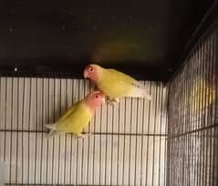 love birds With cage 0