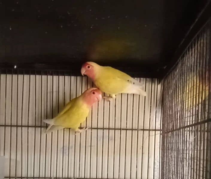 love birds With cage 0