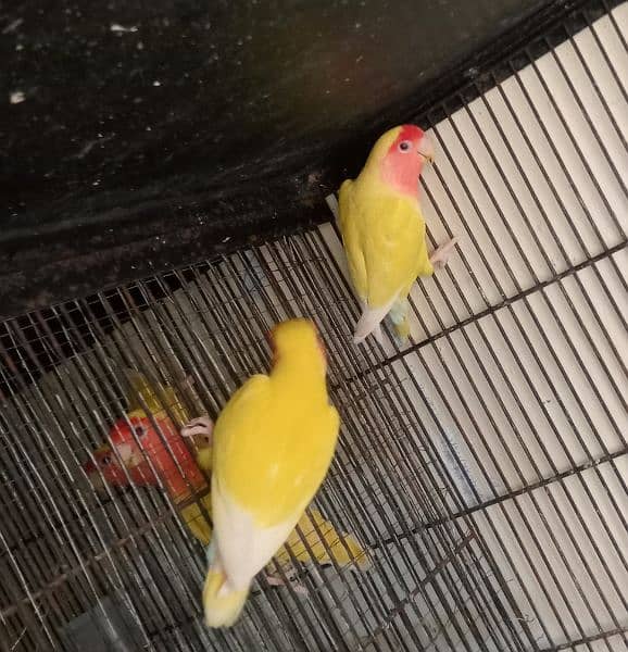 love birds With cage 1