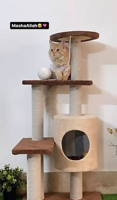 Ginger double coat playful cat wih tree house in pic