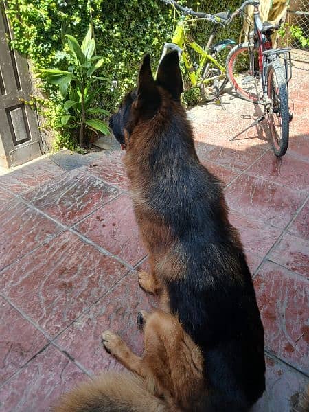 german shepherd pink pedigree | double Coat  | Dog For Sale | GSD 1