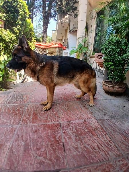 german shepherd pink pedigree | double Coat  | Dog For Sale | GSD 2