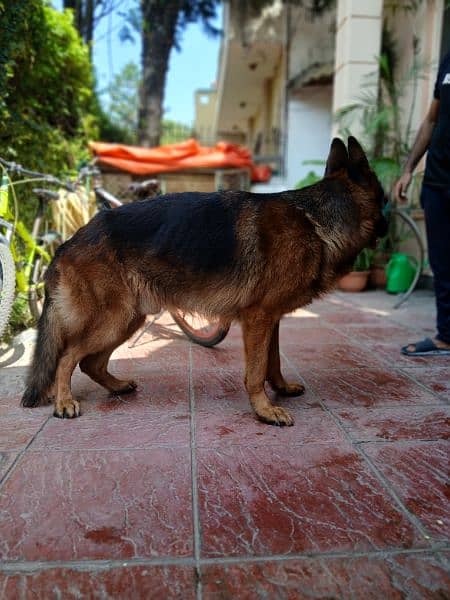 german shepherd pink pedigree | double Coat  | Dog For Sale | GSD 3