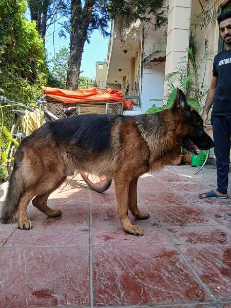 german shepherd pink pedigree | double Coat  | Dog For Sale | GSD 5