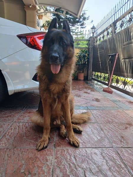 german shepherd pink pedigree | double Coat  | Dog For Sale | GSD 6